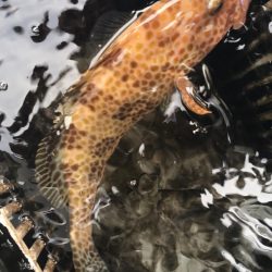 渡船屋たにぐち 釣果