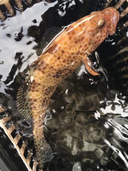 渡船屋たにぐち 釣果