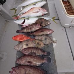 エンペラー 釣果