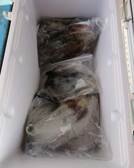 シースナイパー海龍 釣果