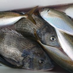 金沢八景鴨下丸 釣果