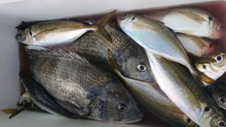 金沢八景鴨下丸 釣果