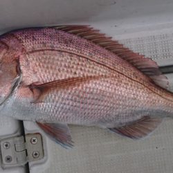 遊漁船　家入 釣果