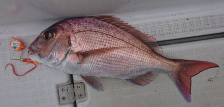 遊漁船　家入 釣果