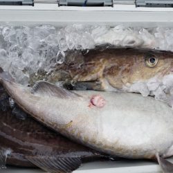 海龍丸（石川） 釣果