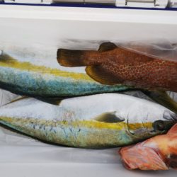 第二龍勢丸 釣果