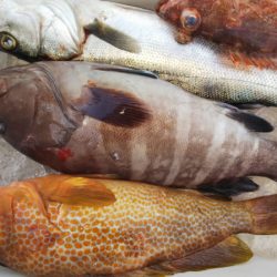 第二龍勢丸 釣果