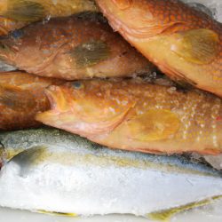 第二龍勢丸 釣果