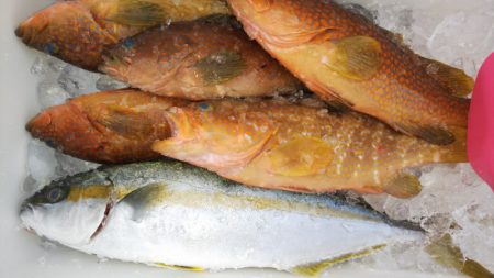 第二龍勢丸 釣果