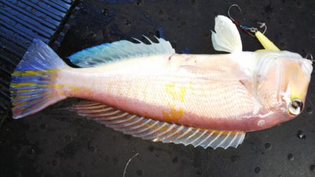 第二龍勢丸 釣果