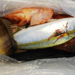 第二龍勢丸 釣果