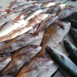 タイラバ遊漁船 ワンピース 釣果