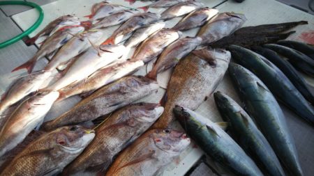 タイラバ遊漁船 ワンピース 釣果