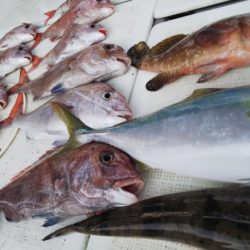 タイラバ遊漁船 ワンピース 釣果