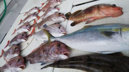 タイラバ遊漁船 ワンピース 釣果