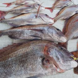 タイラバ遊漁船 ワンピース 釣果