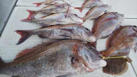 タイラバ遊漁船 ワンピース 釣果