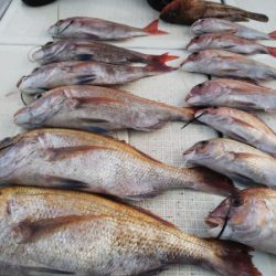 タイラバ遊漁船 ワンピース 釣果