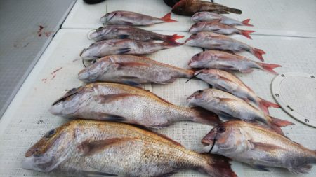 タイラバ遊漁船 ワンピース 釣果