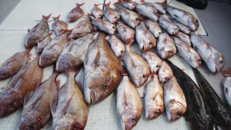 タイラバ遊漁船 ワンピース 釣果