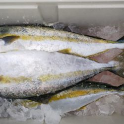 第二龍勢丸 釣果