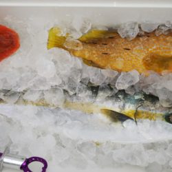 第二龍勢丸 釣果