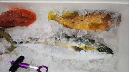 第二龍勢丸 釣果