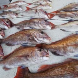 タイラバ遊漁船 ワンピース 釣果