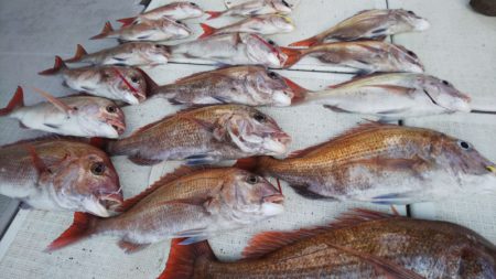 タイラバ遊漁船 ワンピース 釣果