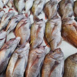 タイラバ遊漁船 ワンピース 釣果