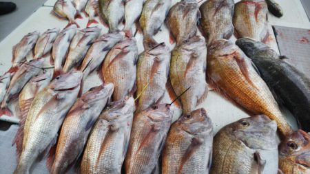 タイラバ遊漁船 ワンピース 釣果