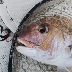 タイラバ遊漁船 ワンピース 釣果