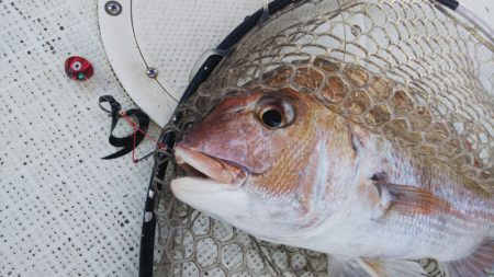 タイラバ遊漁船 ワンピース 釣果