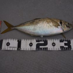 Chase（チェイス） 釣果