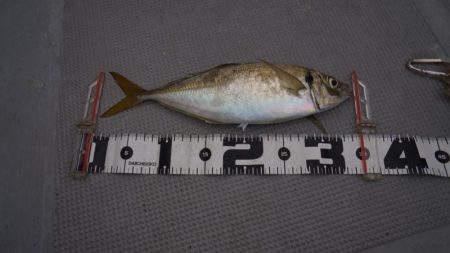 Chase（チェイス） 釣果