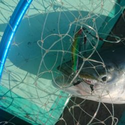 和栄丸 釣果