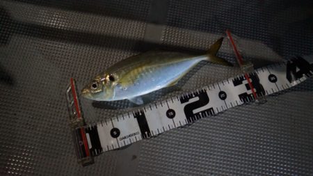 Chase（チェイス） 釣果