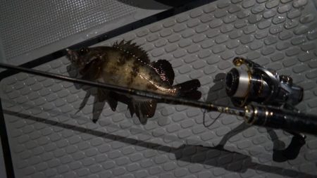 Chase（チェイス） 釣果