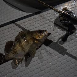 Chase（チェイス） 釣果