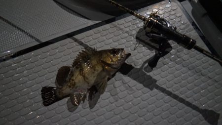 Chase（チェイス） 釣果