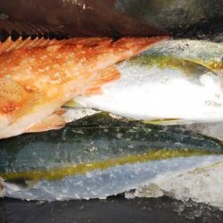 第二龍勢丸 釣果