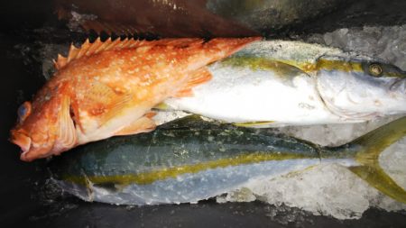 第二龍勢丸 釣果