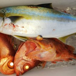 第二龍勢丸 釣果