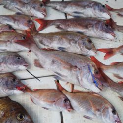 タイラバ遊漁船 ワンピース 釣果