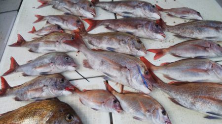 タイラバ遊漁船 ワンピース 釣果