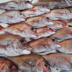 タイラバ遊漁船 ワンピース 釣果