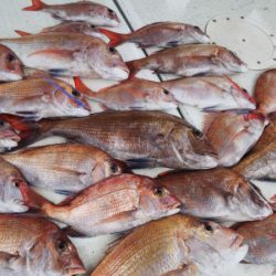 タイラバ遊漁船 ワンピース 釣果