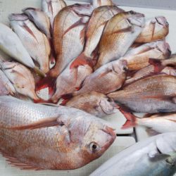 タイラバ遊漁船 ワンピース 釣果