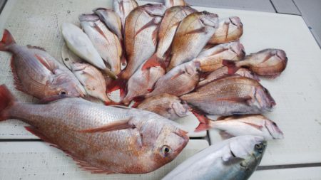 タイラバ遊漁船 ワンピース 釣果