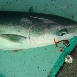 和栄丸 釣果